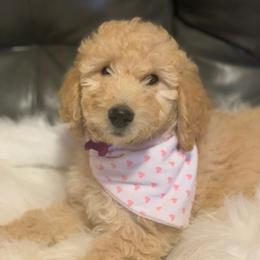 Goldendoodle and Labradoodle Puppies from Danie’s Darling Doodles