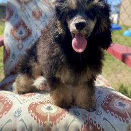 Poodle Puppies from Neely Family Poodles