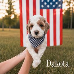 Dakota - Cream male Goldendoodle puppy in Bellevue, Iowa from River Town Doodles