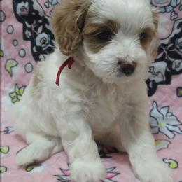Red collar - White male Cavapoo puppy in Galena, Missouri from May's Country Cavapoos & Havapoos