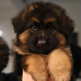 Hades - Black and red male German Shepherd puppy in Canton, Texas from WILDWOOD GERMAN SHEPHERDS