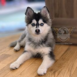 Monarch Papaya - Black and white Pomsky puppy in Greeley, Colorado from Monarch Pomskies | Northern Colorado