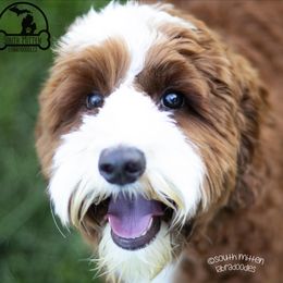 Flynn - Australian Labradoodle