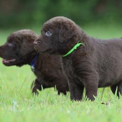 Chesapeake Bay Retrievers and Labrador Retrievers from Terranova Retrievers