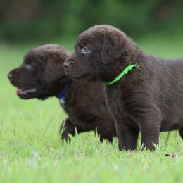 Chesapeake Bay Retrievers and Labrador Retrievers from Terranova Retrievers