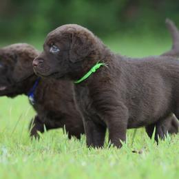 Chesapeake Bay Retrievers and Labrador Retrievers from Terranova Retrievers