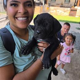 Black 2 - Black female Cane Corso puppy in Kaufman, Texas from Phantom Corsos
