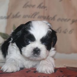 Shih Tzu Puppies from Gypsy Breeze Kennels