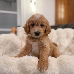 Girl 1 - Red  female Goldendoodle puppy in North Royalton, Ohio from Johnson's Doodles