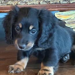 Moss - Black and tan male Dachshund puppy in Salem, Oregon from Longdox Mini Dachshunds
