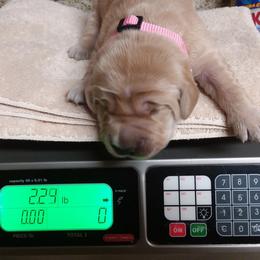 Golden Retriever Puppies from Davids Golden Retrievers