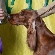 Hannah - Irish Setter