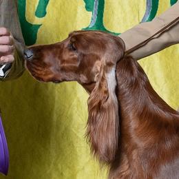 Hannah - Irish Setter