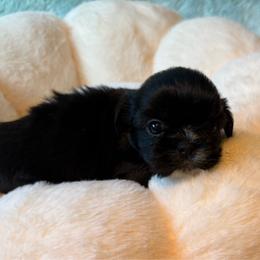 Howie - Black male Shih Tzu puppy in Kamilche, Washington from Serendipity Shih tzu