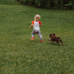 English Springer Spaniel Puppies from 31 Pines Springers & Retrievers