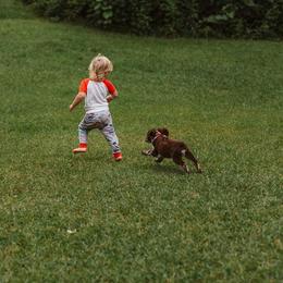 English Springer Spaniel Puppies from 31 Pines Springers & Retrievers
