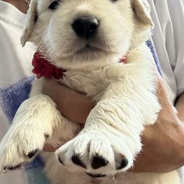 Golden Retriever Puppies from Ruff Life Goldens
