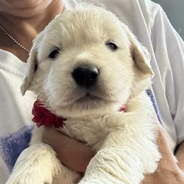 Golden Retriever Puppies from Ruff Life Goldens