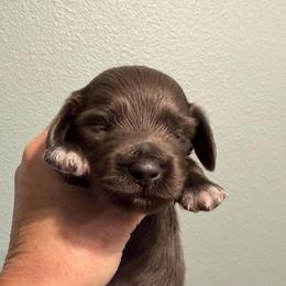 Shade - Gray (blue) male Dachshund puppy in Irving, Texas from DFW Dachshunds by G & S