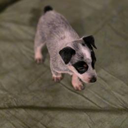 Australian Cattle Dog and Border Collie Puppies from 3R Ranch / Australian cattle dogs