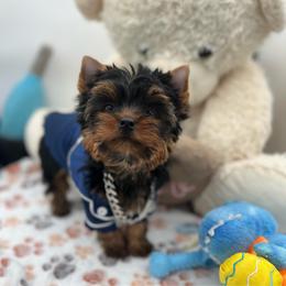 Topper (Max) - Black and tan male Yorkshire Terrier puppy in Las Vegas, Nevada from Lala’s Pups