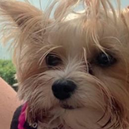 Yorkshire Terriers from Bellevue Farm