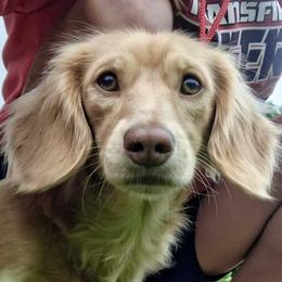 Piper - Dachshund