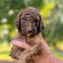 Jasper - Brown male Poodle puppy in Athens, Georgia from Alexander’s Standard Poodles