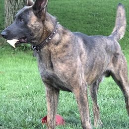 Jasper - Dutch Shepherd