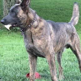Jasper - Dutch Shepherd