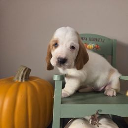 Nadia 2140.00 - Red and white female Basset Hound puppy in Denison, Texas from Emma Lou's Baby Bassets