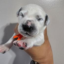 Poalroid- Long Coat - White and black male Dalmatian puppy in Gray, Georgia from Fuller Spots
