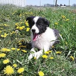 Border Collie Puppies from Stag Valley Homestead