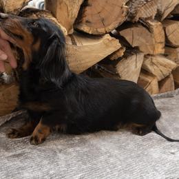 Paige - Dachshund