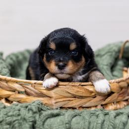Pigpen - Black tri male Miniature American Shepherd puppy in Groesbeck, Texas from Empire Miniature American Shepherds