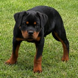 Bane (Red Collar) - Black and mahogany male Rottweiler puppy in Industry, Illinois from KDKs Kennels