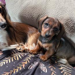 Sophie -AKC Pet Only - Wild boar female Dachshund puppy in Proctor, Montana from Blue Star Dachshunds