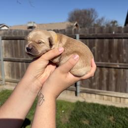 Boy 1 - Light golden male Golden Retriever puppy in Hanford, California from Smith Family Goldens