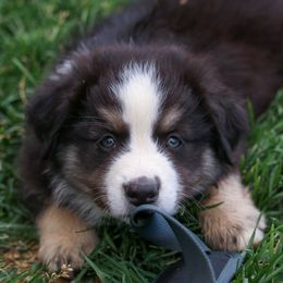Australian Shepherd, Miniature American Shepherd, Miniature Australian Shepherd, and Toy Australian Shepherd Puppies from Painted Blue Aussies