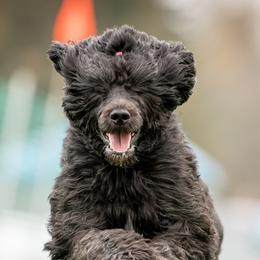 Portuguese Water Dogs from Cindel Portuguese Water Dogs