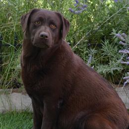 Barista - Labrador Retriever