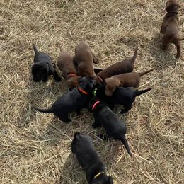 Labrador Retriever Puppies from Southern River Labradors