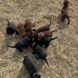 Labrador Retriever Puppies from Southern River Labradors