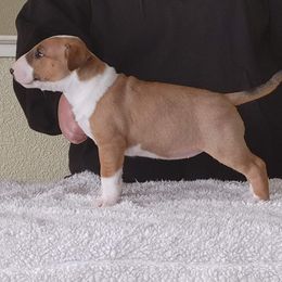 Bull Terrier Puppies from Old England Bull Terriers