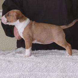 Bull Terrier Puppies from Old England Bull Terriers