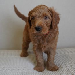 Orange - Apricot male Goldendoodle puppy in Elk Grove, California from Foxi Goldendoodle