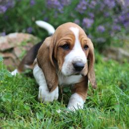 Max - Black white and brown male Basset Hound puppy in Idaho from Welcome Home Bassets