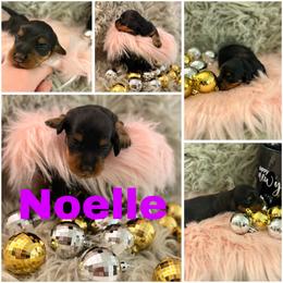 Noelle - Black and tan female Dachshund puppy in Kingston, Michigan from Teenie Little Hearts