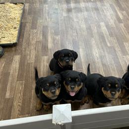 Rottweiler Puppies from Vom Rohrbach Rottweilers
