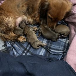 Dachshund puppies from Always Darling Dachshunds